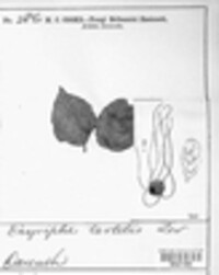 Erysiphe tortilis image